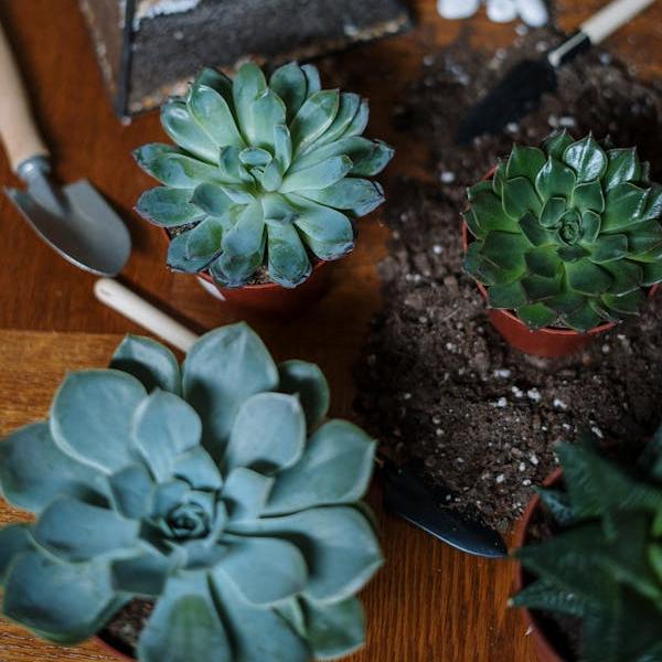 光植研究所