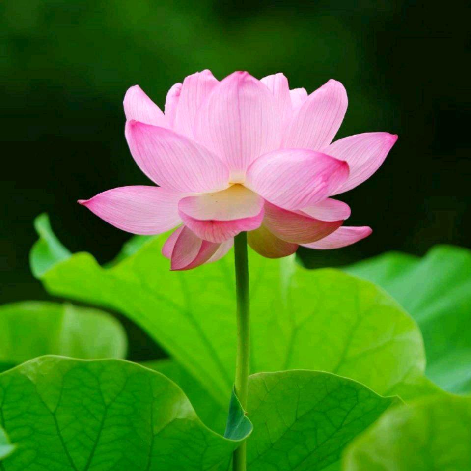 一朵莲
