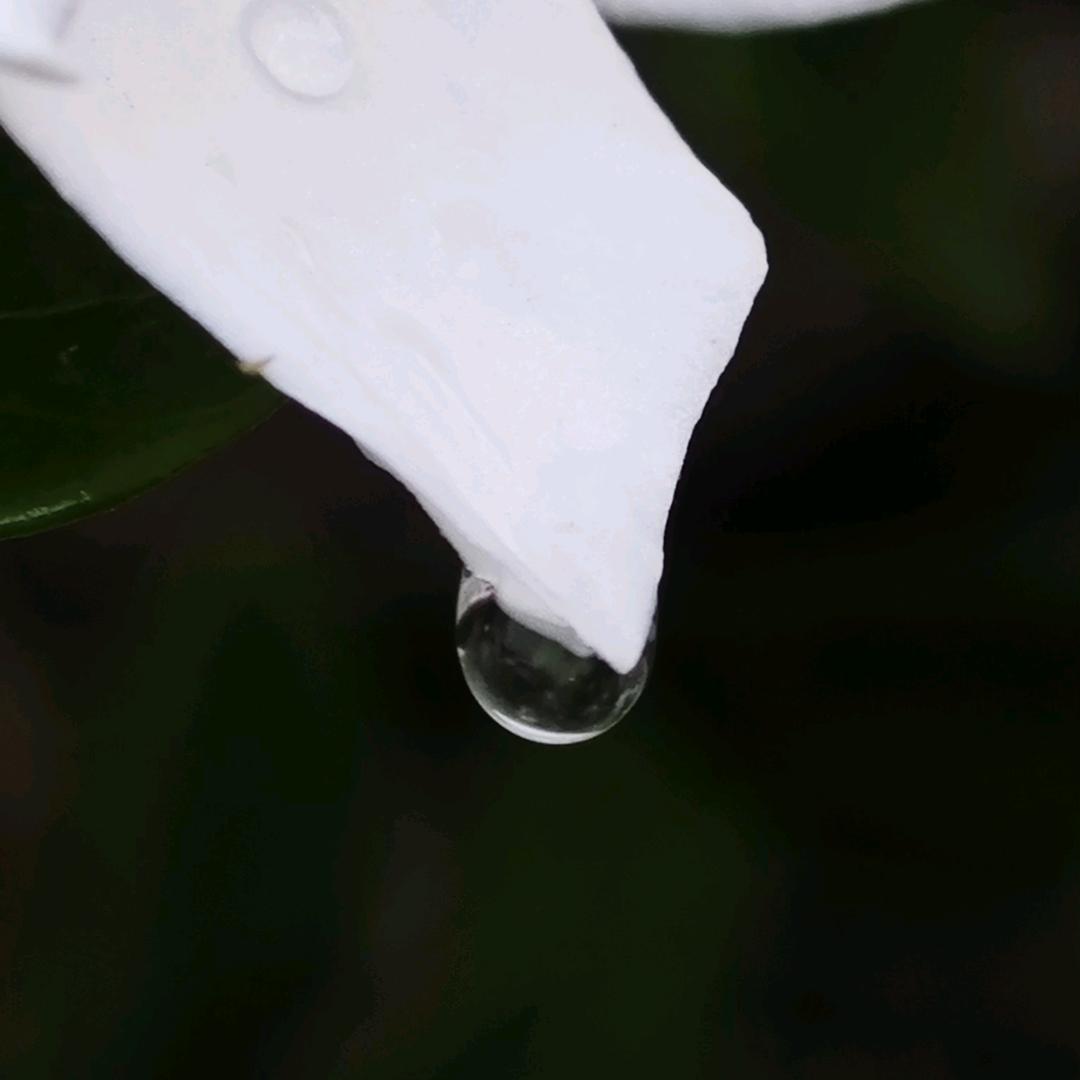 西娃子儿