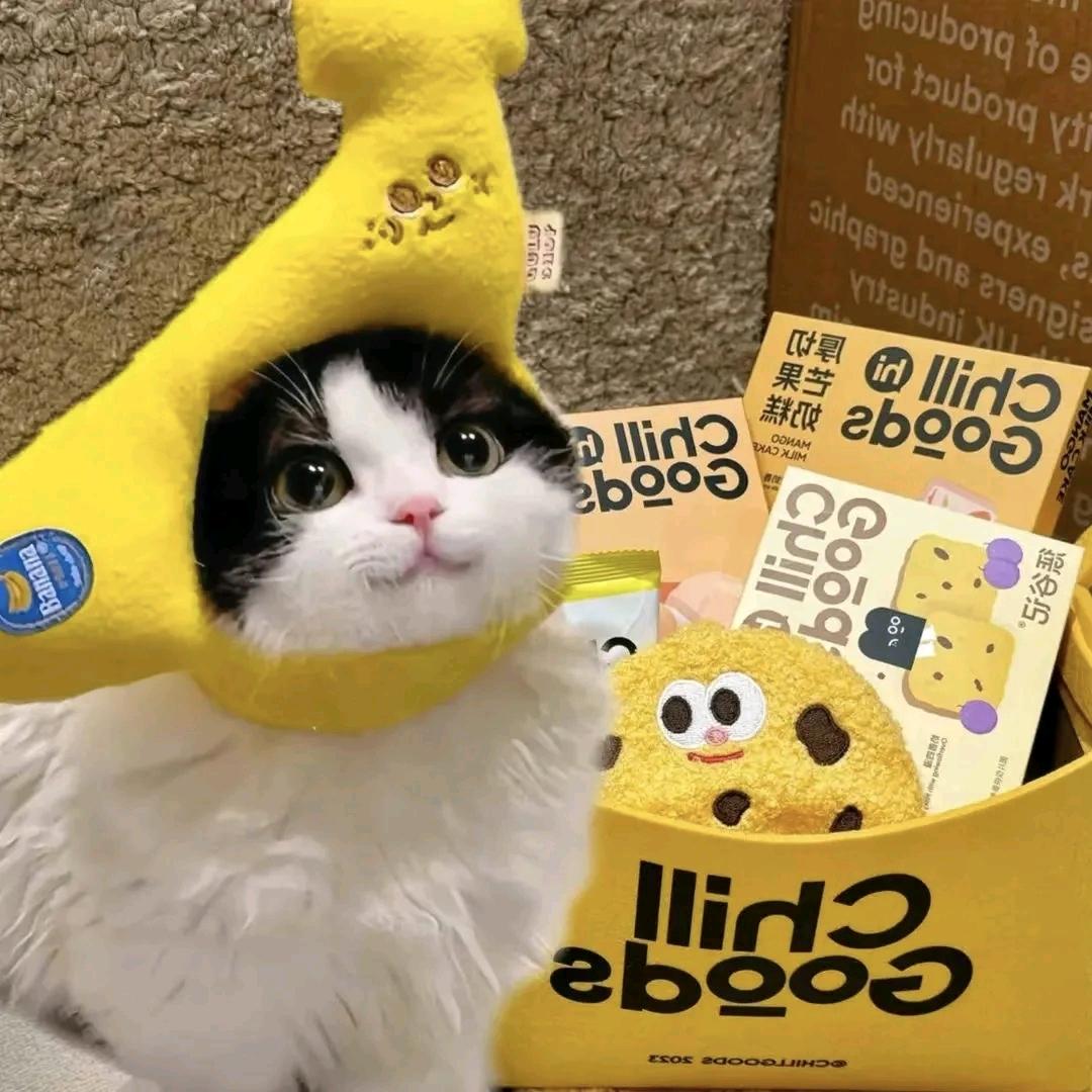 ଘ海绵饱饱ଓ🐻‍❄️