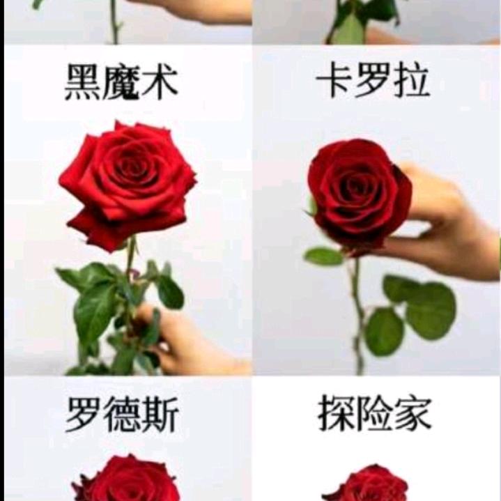 LKsD花🌹艺