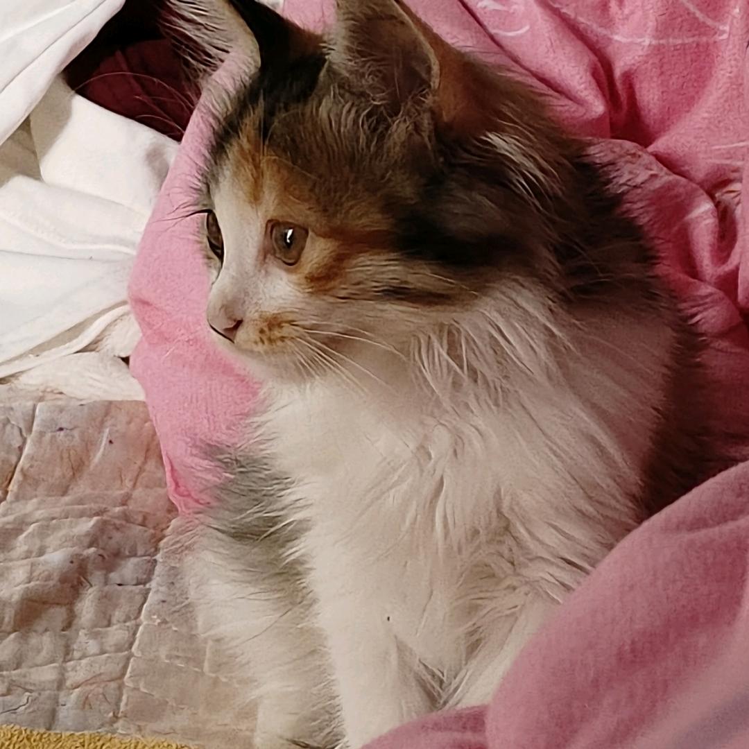 喜欢吃猫条