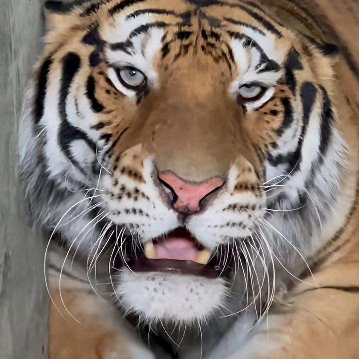 ( ｰ̀εｰ́ )
