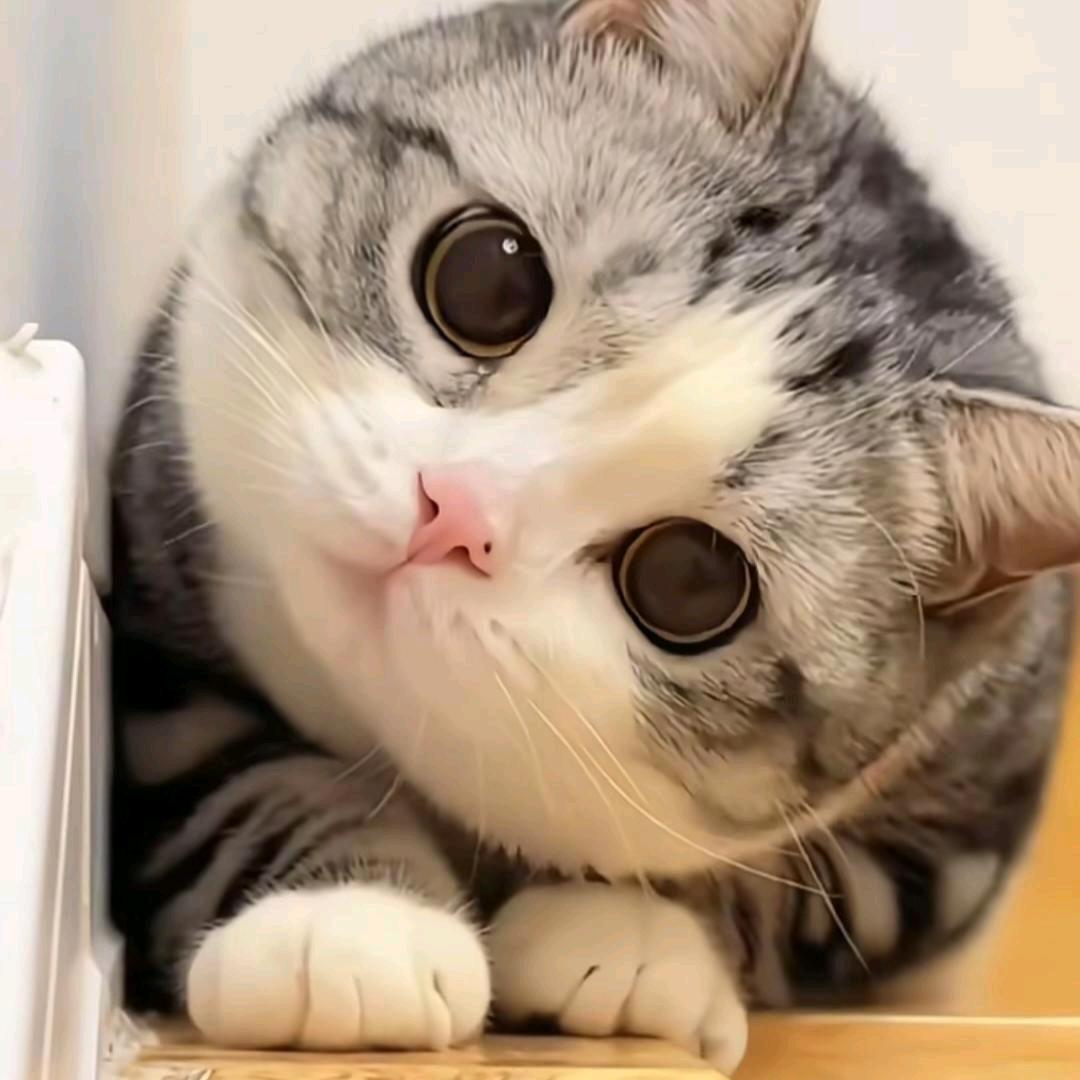 ༠卡布奇诺༣☹