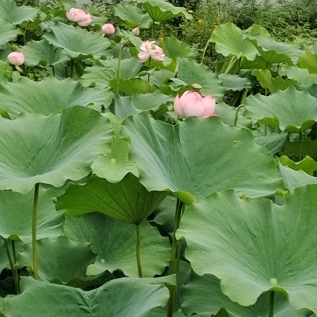 南阳沐栀