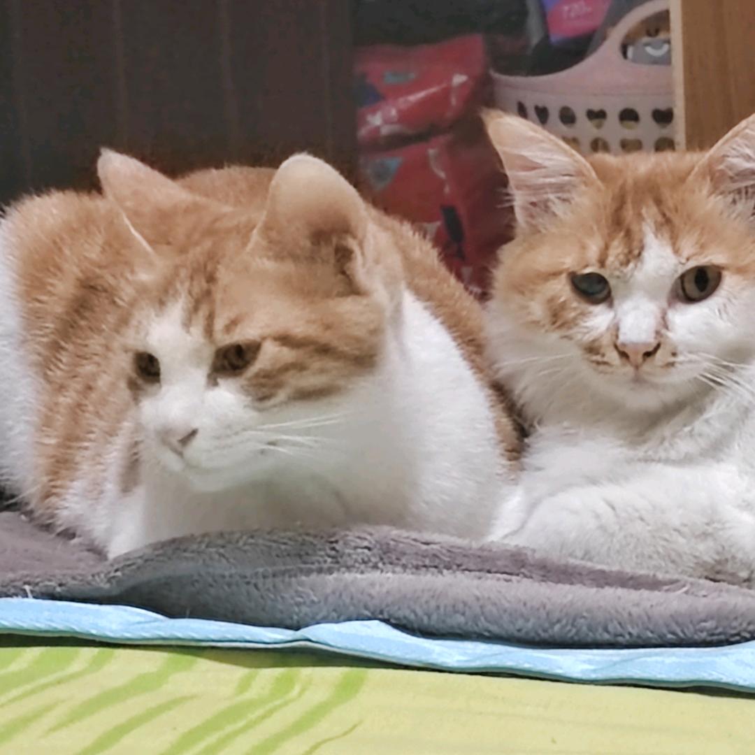 涅槃🐈