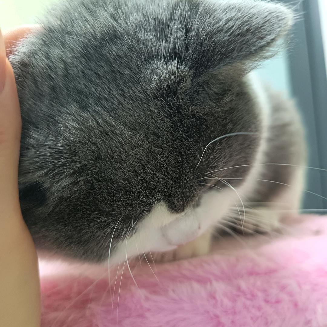 肥波是只胖蓝白