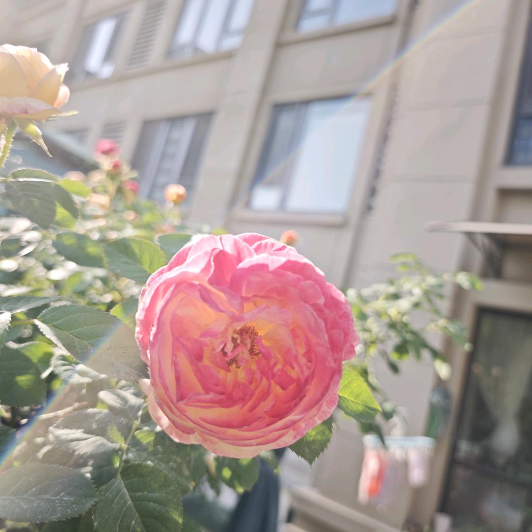 雪花