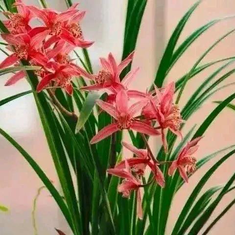 雪莲花
