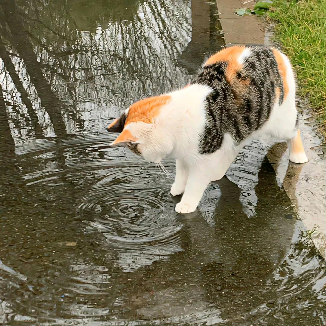 ᶻz ₍^_   ̫ _^₎