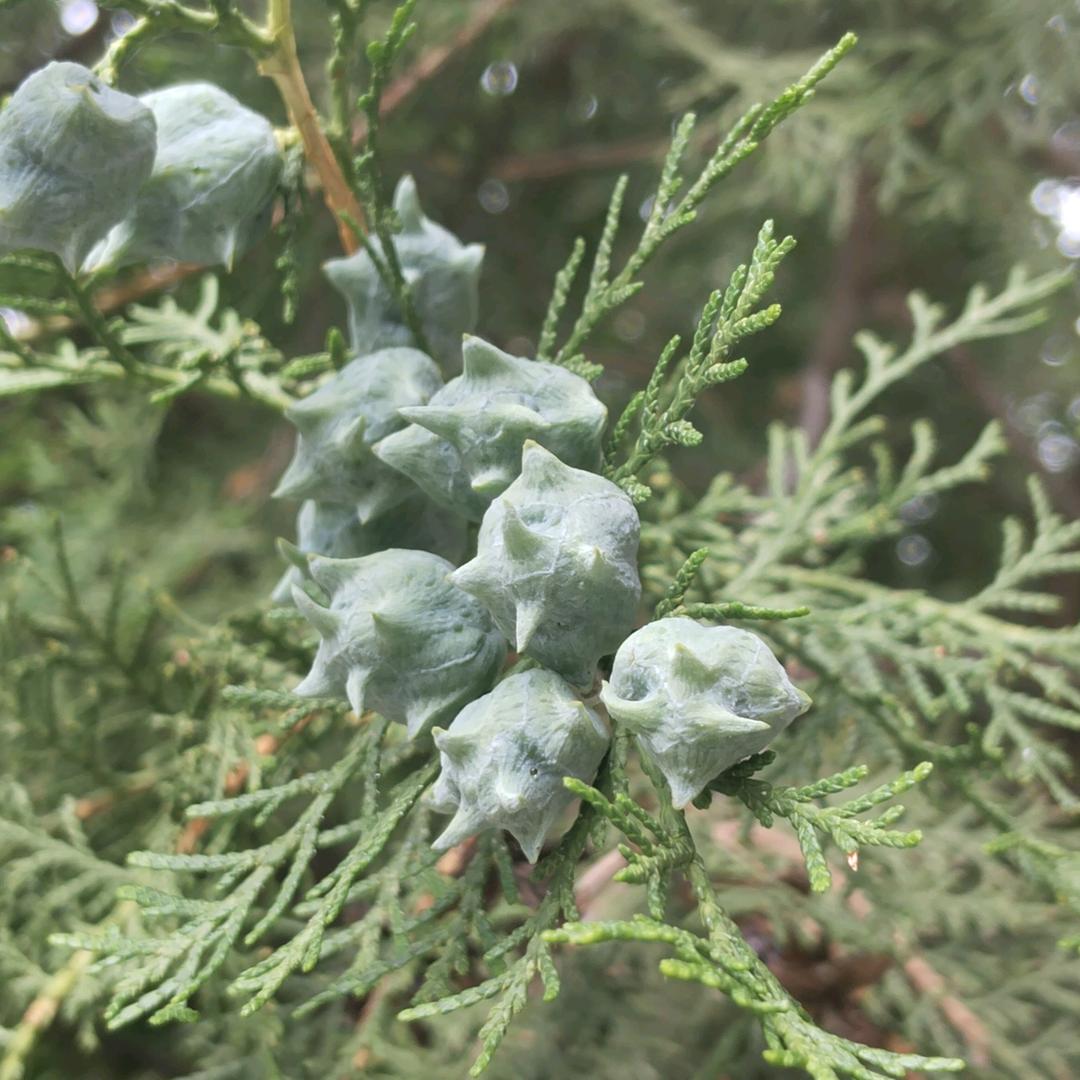 莉丫头（橱窗有好物推荐）