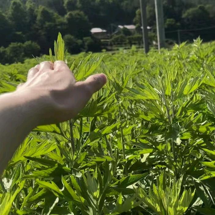 小闵家三年陈艾条