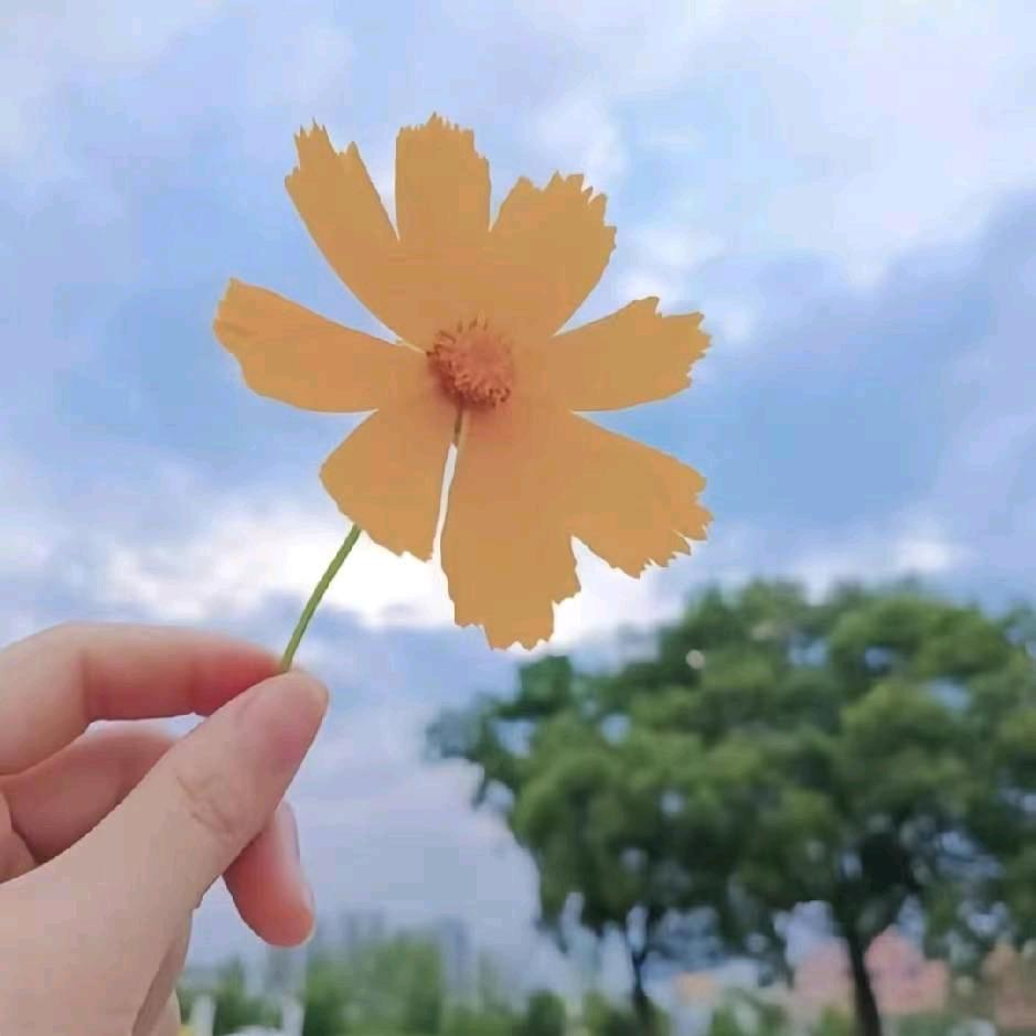 🌼玲子·🌈