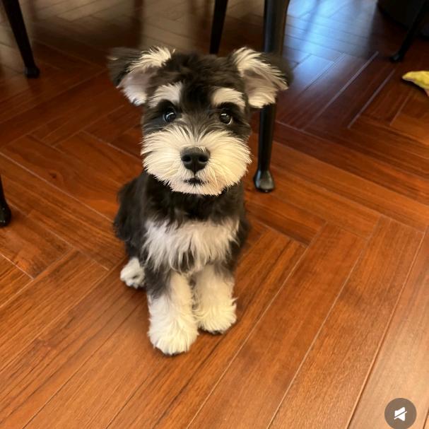 乌鲁斯（妹妹）