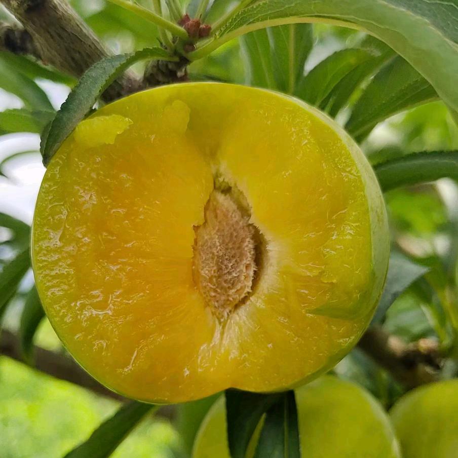 小张哥（六马蜂糖李树苗）