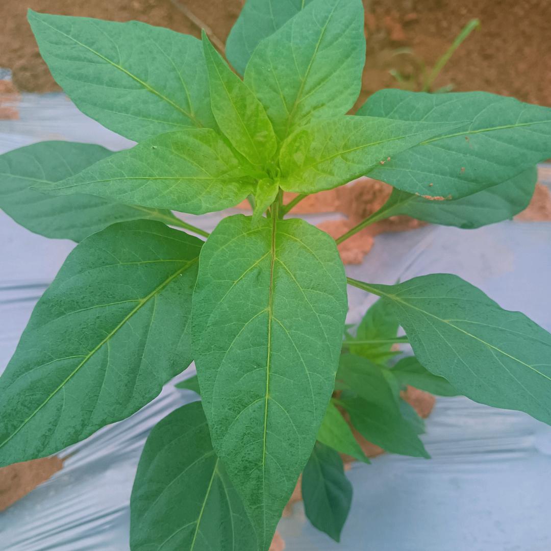 耕耘·有机蔬香