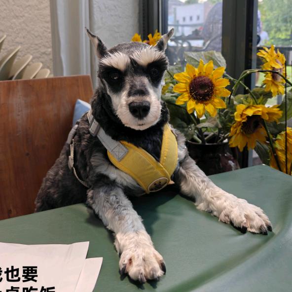 张戳戳