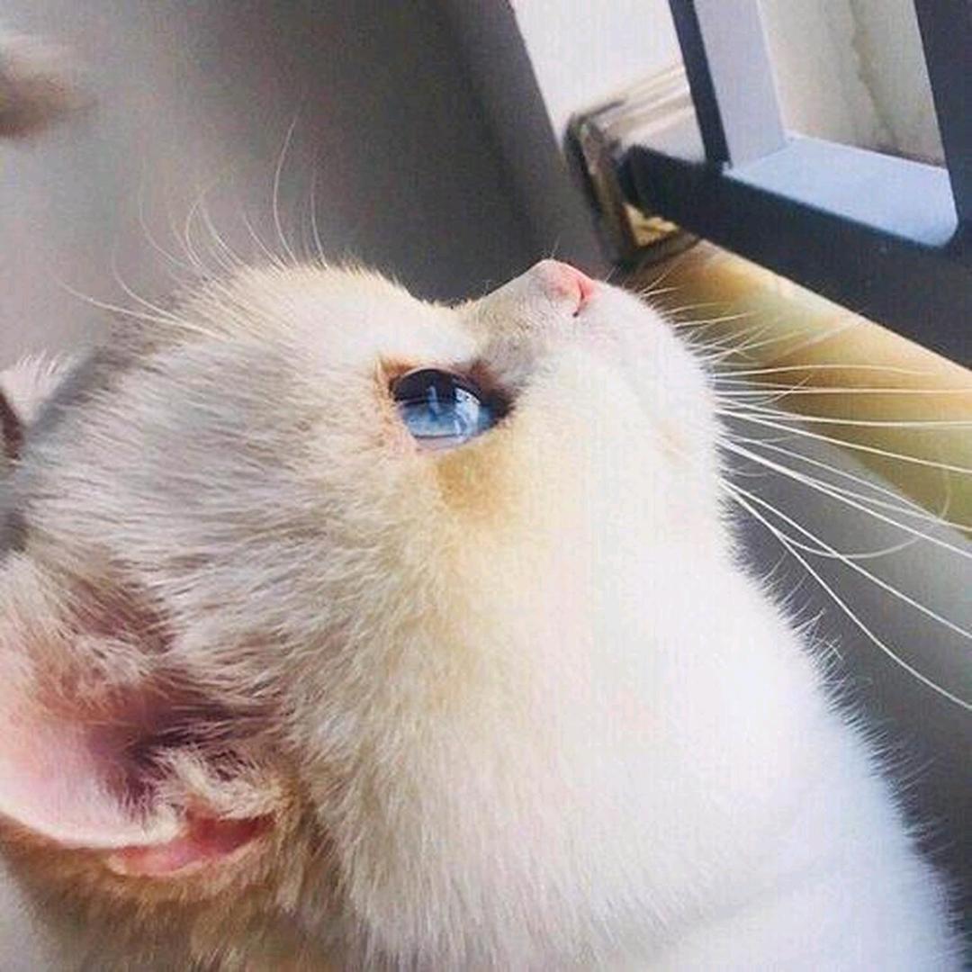 没能遇见她朝思夜想