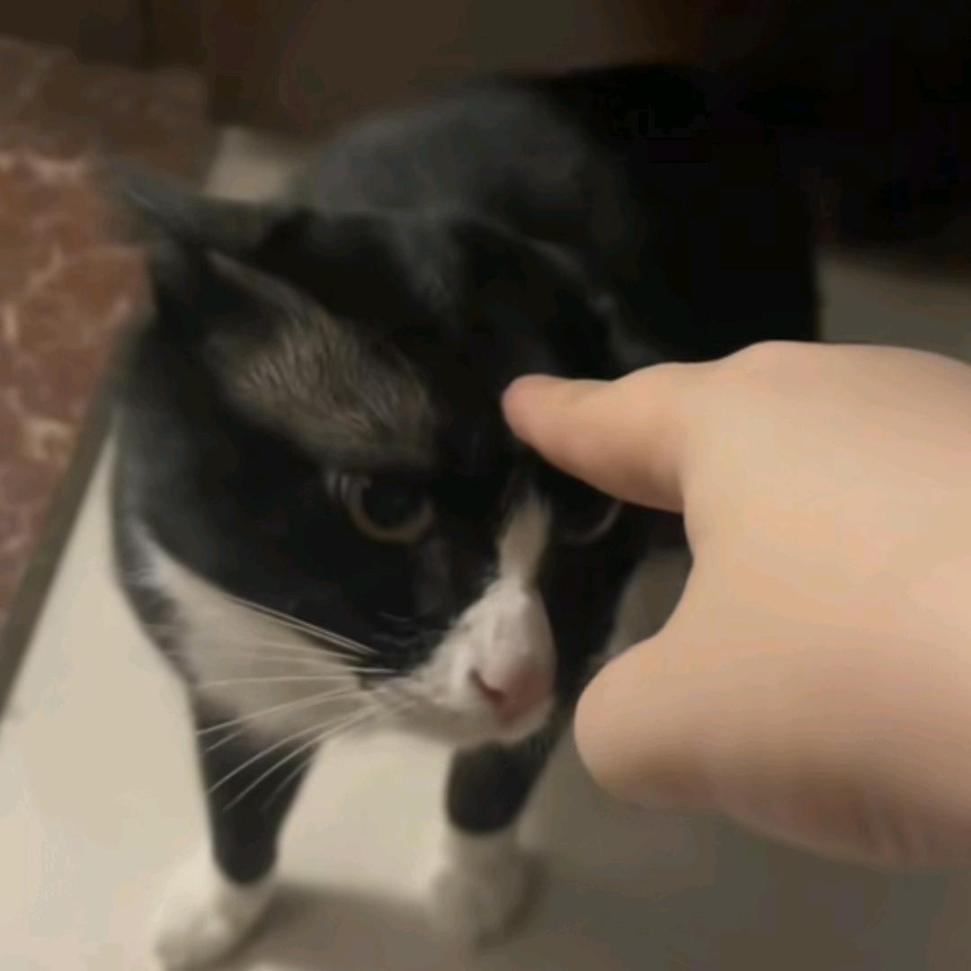哈基迷