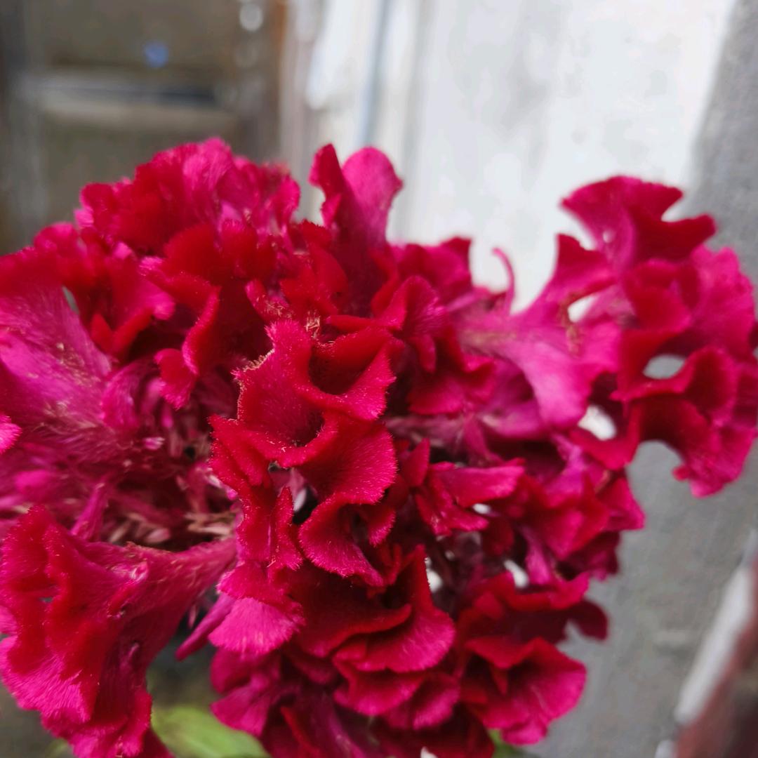 风中的承诺🌹🌹🌹🌹