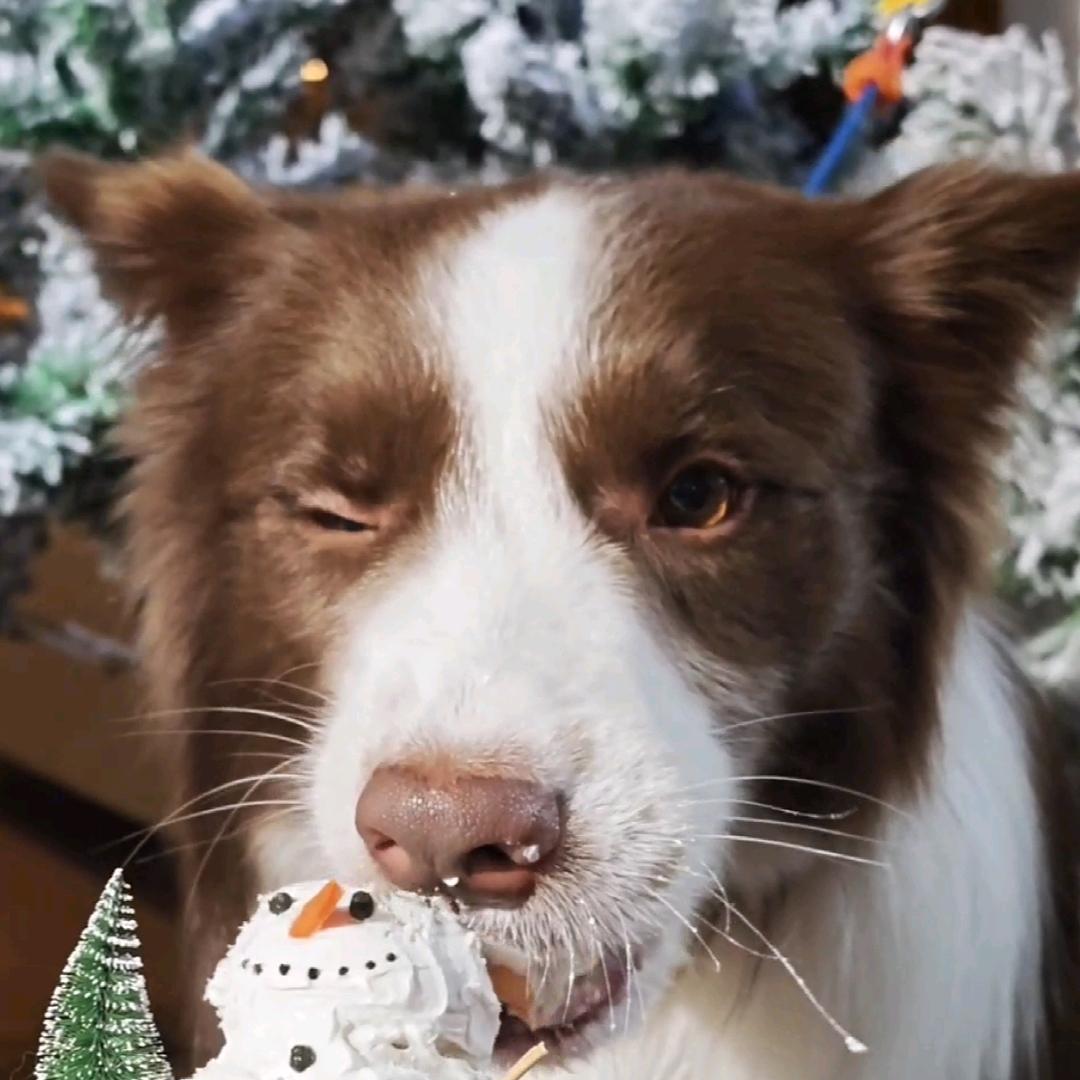 银河折耳根（断五谷版）