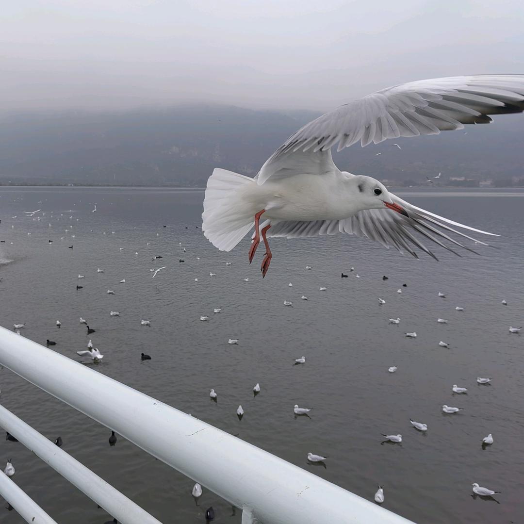 耗子扛枪，满街打猫