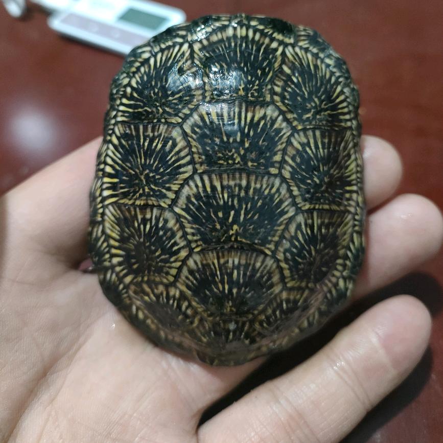 龟之家