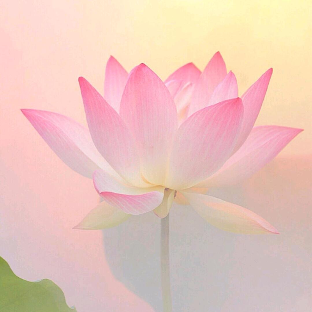 知韵🎋