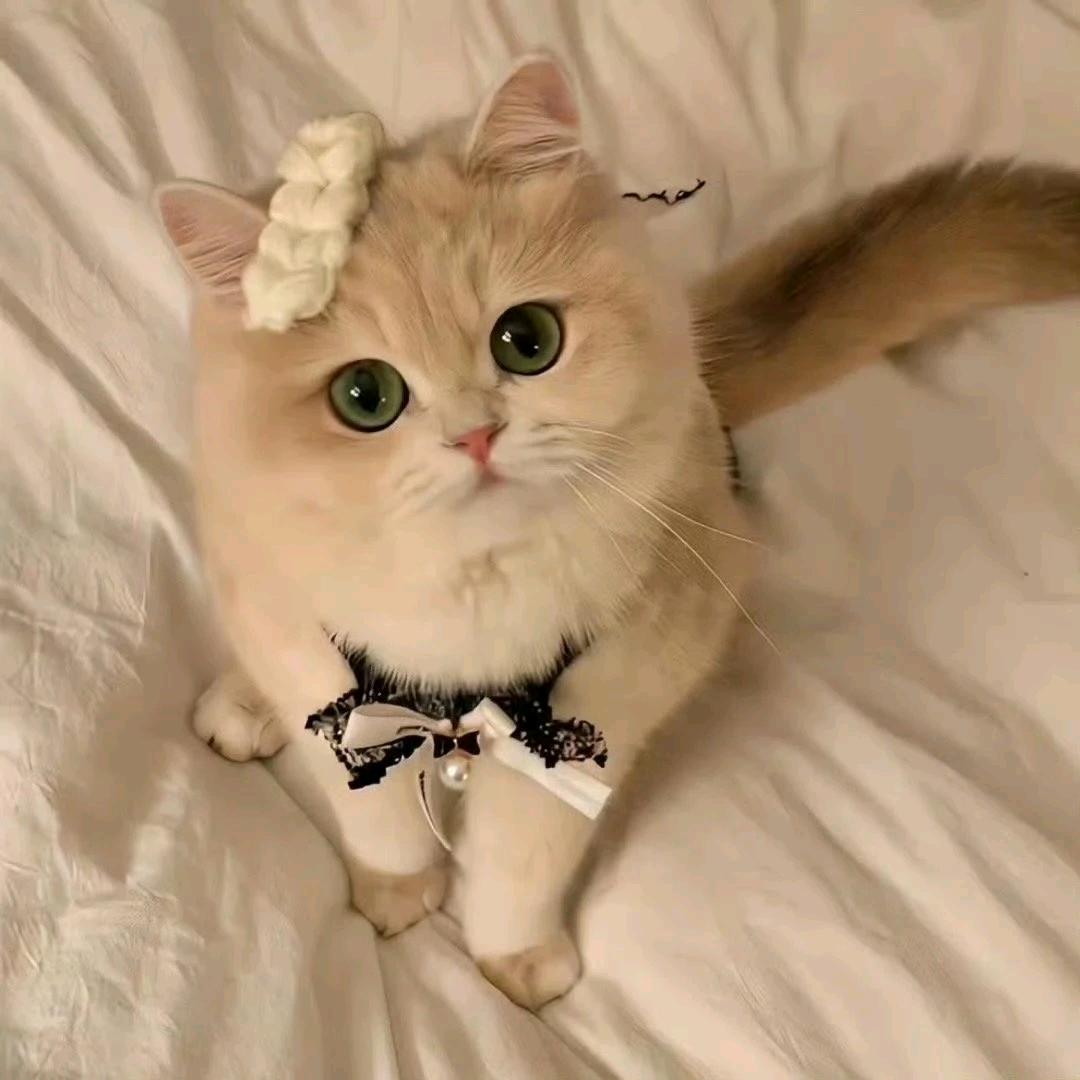 小猫咪不飘