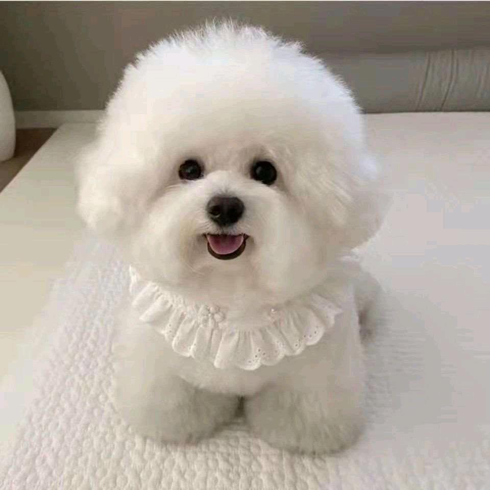 我家有比熊