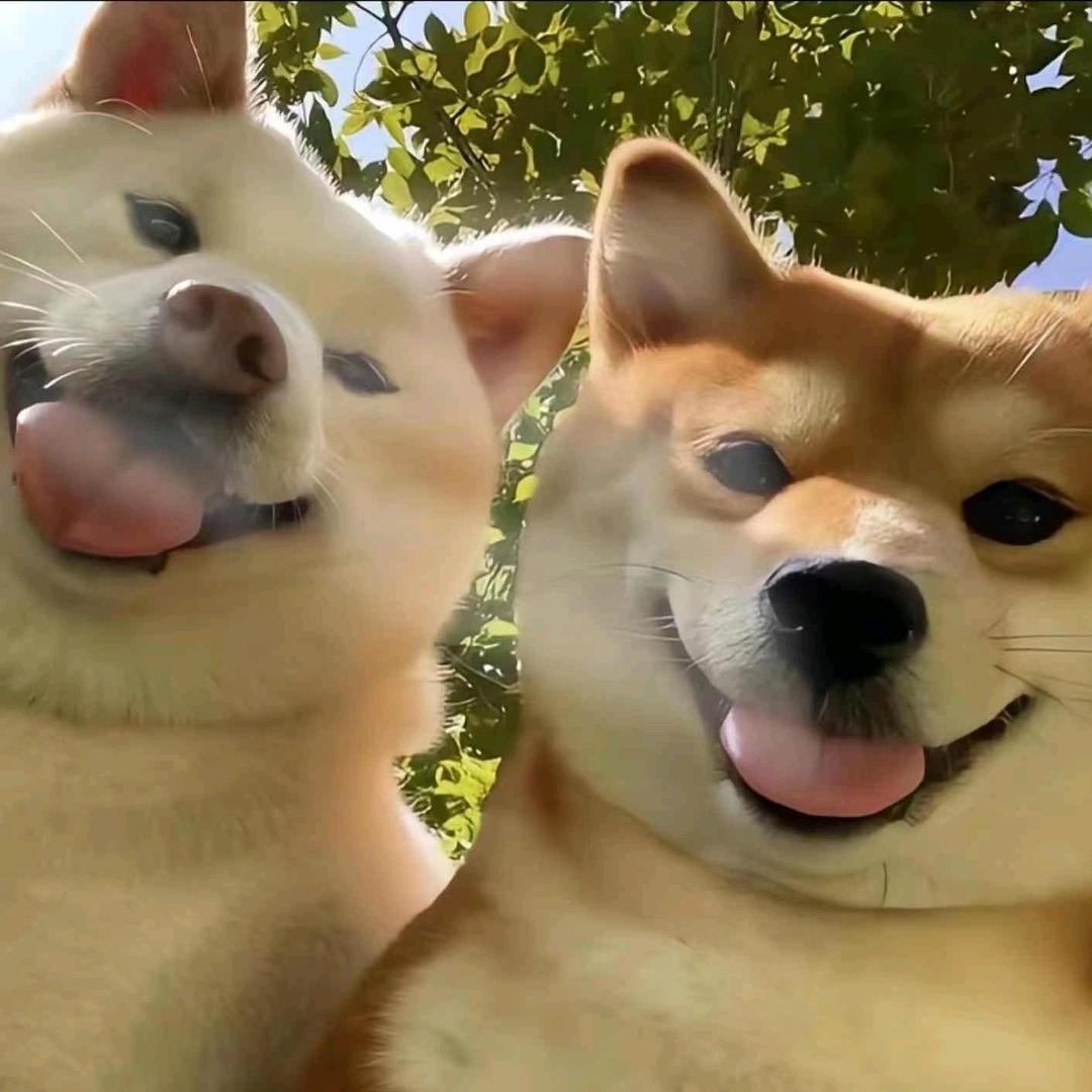 秋实搞笑