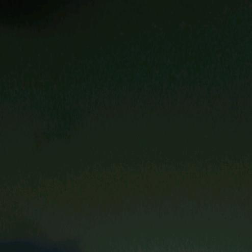 羽