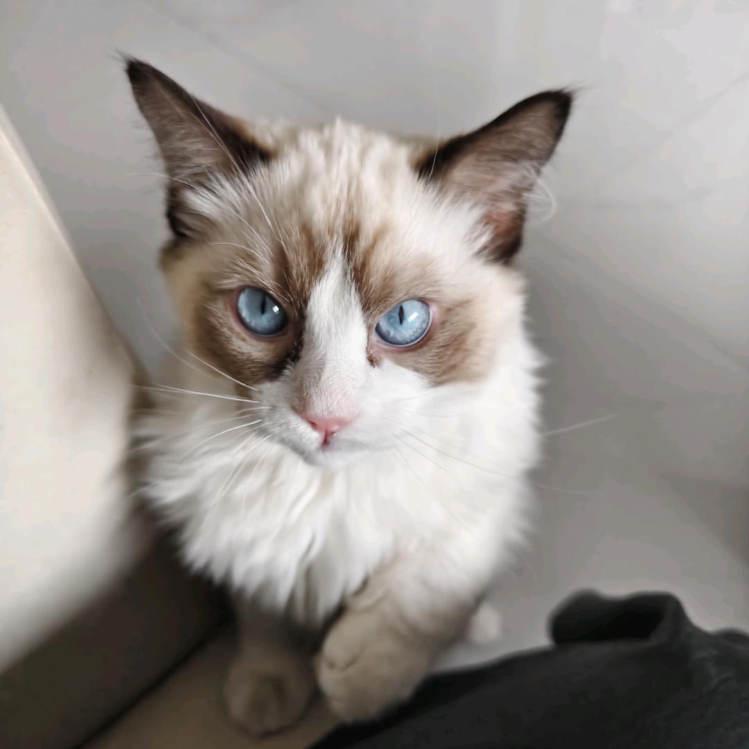 ❤️宠❤️爱