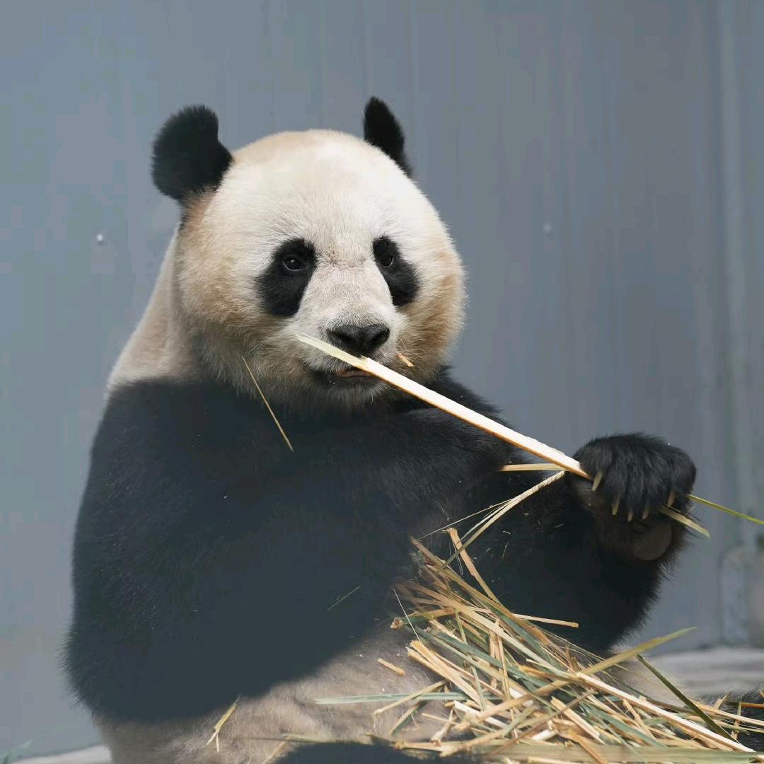 磊哥护绩兰绩美
