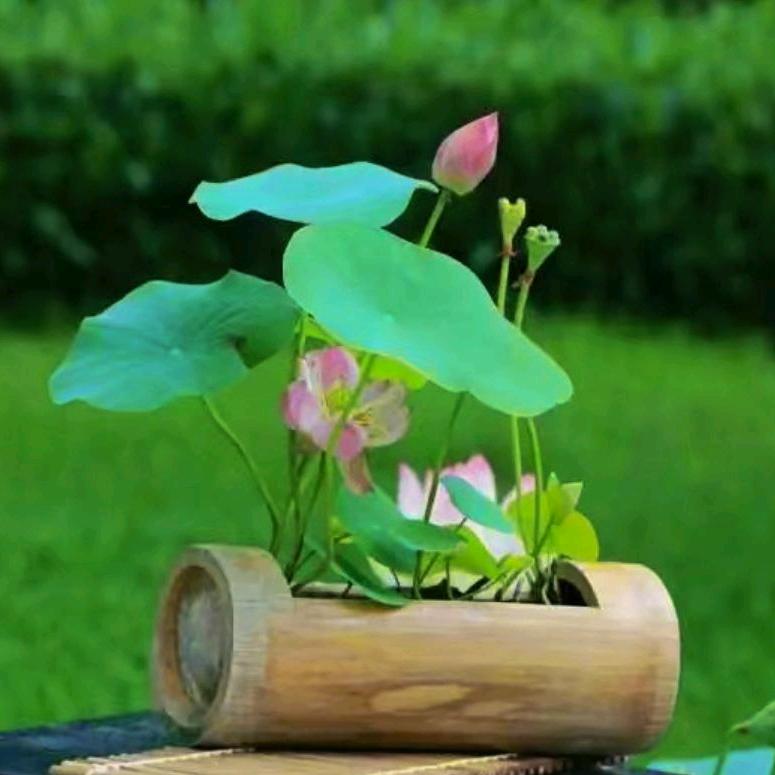 星语心愿