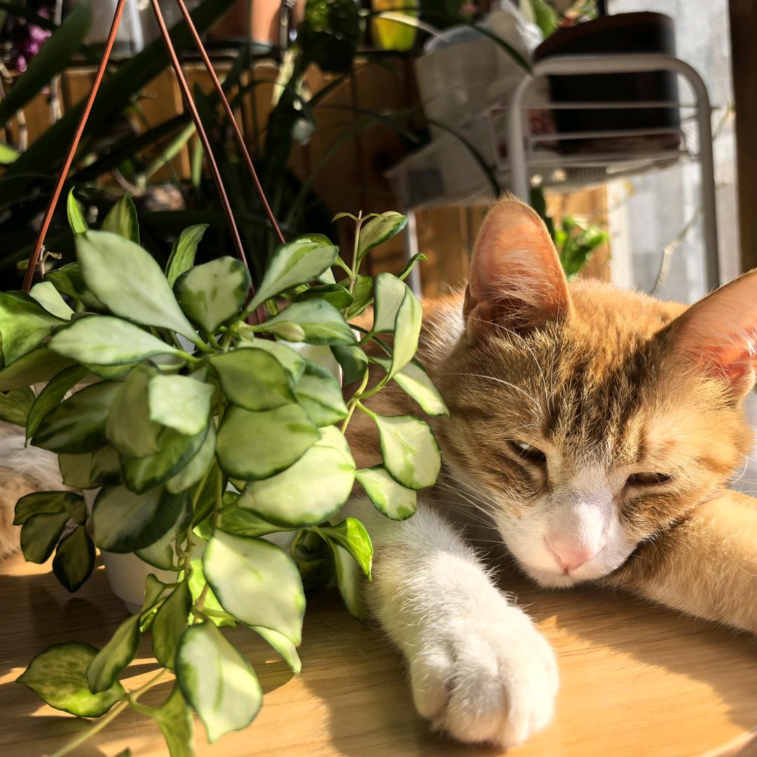 花草猫王