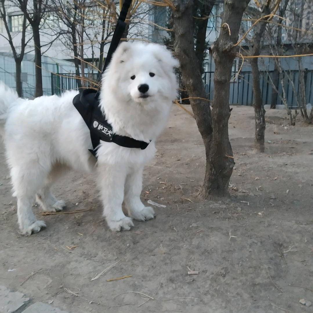 奇思妙想头像
