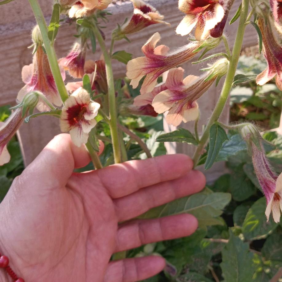 风中的雨滴。拒绝私聊