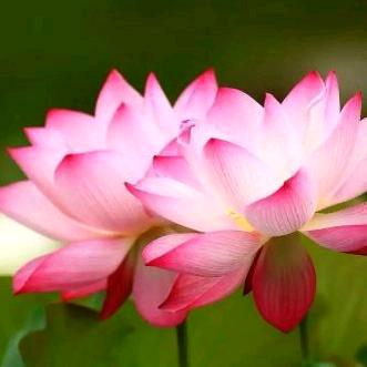 🇨🇳༊ღ᭄修佛缘꧔ꦿ᭄💞