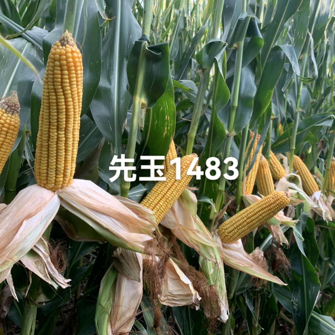 史丹利为你们服务