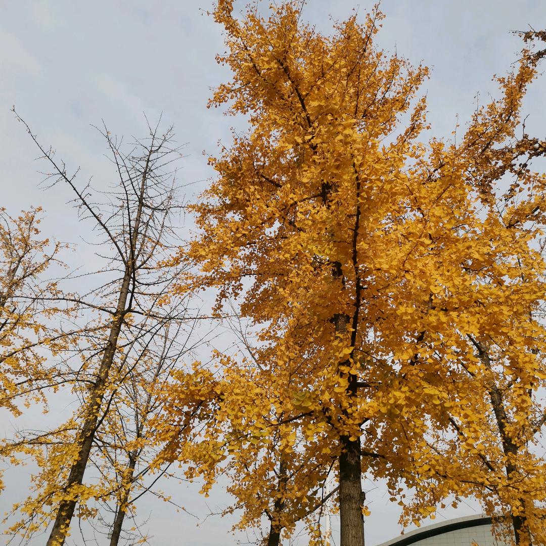 ##甘草的草✔✔