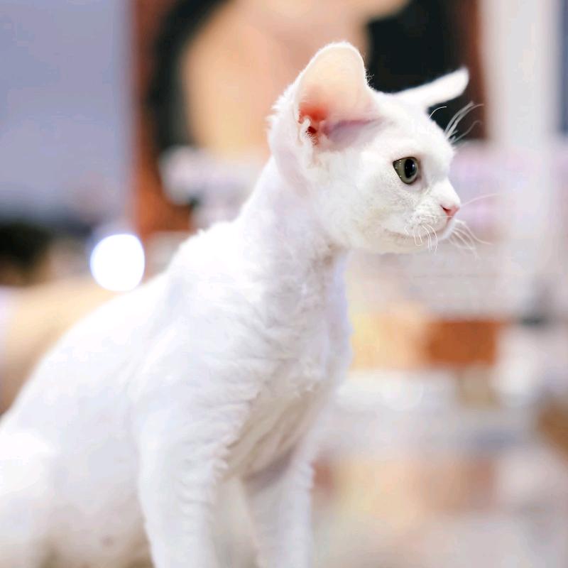 🌈茉茉一德文卷毛猫