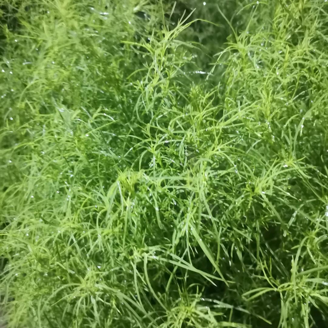 鹫璐