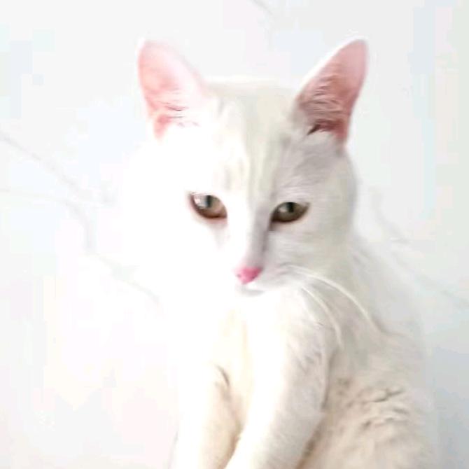 怡安Amanda（减肥版）