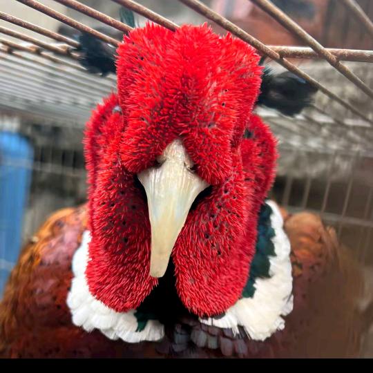 驯养宠物🐔🐔