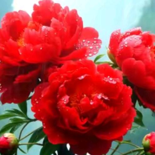 🌹🌹红🌷色✔的🌷玫♥瑰
