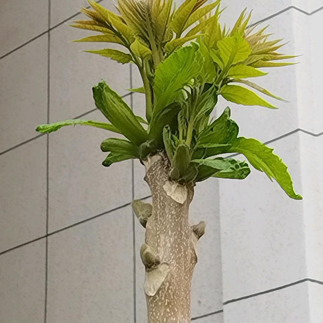 心若无尘天地宽