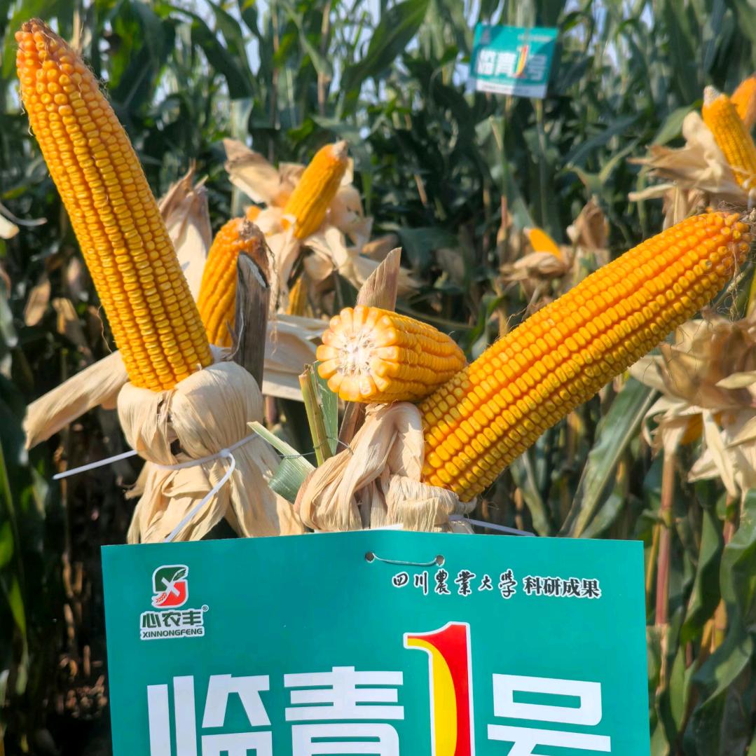 侧颜