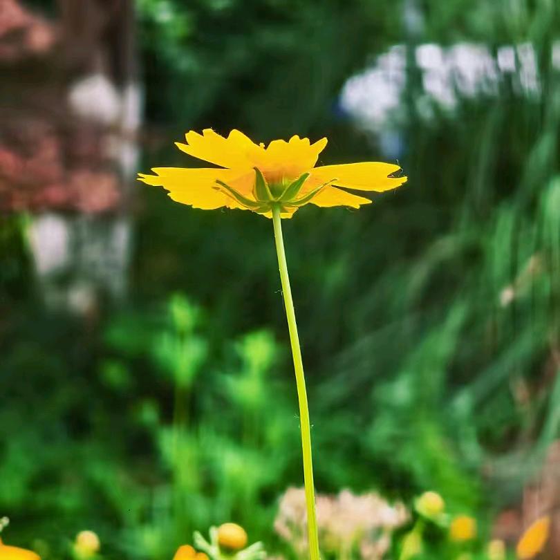 广州晗旭甄选11直播号