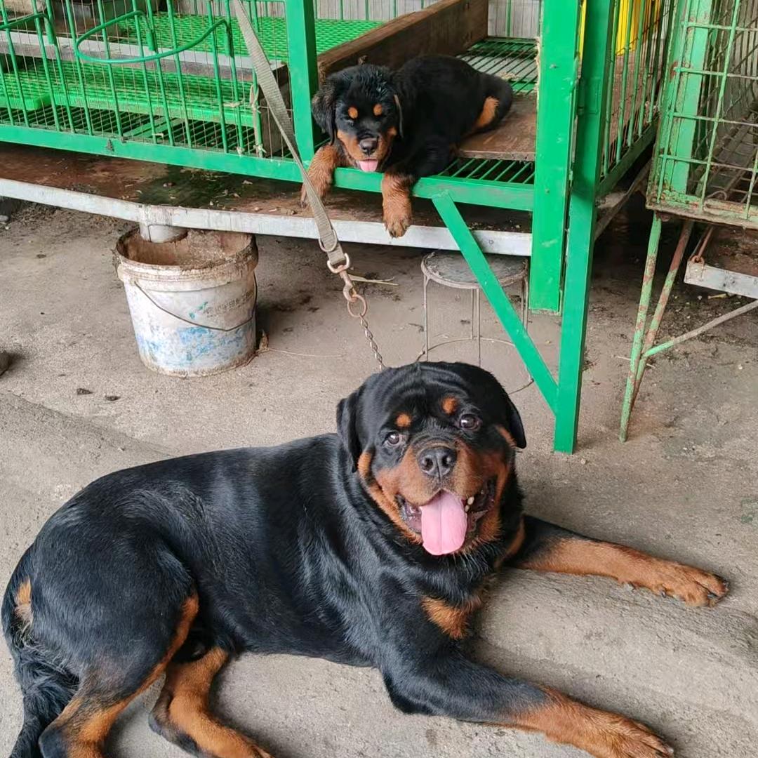 沛县来财犬舍